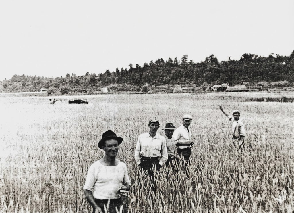 Colonos italianos en los trigales